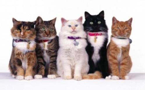 Mirtos Animal Project zoekt collega kattenbemiddeling