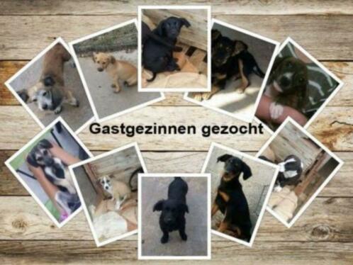 Mirtos Animal Project zoekt gastgezinnen voor honden