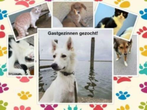 Mirtos Animal Project zoekt gastgezinnen voor honden