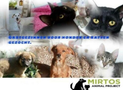Mirtos Animal Project zoekt gastgezinnen voor katten
