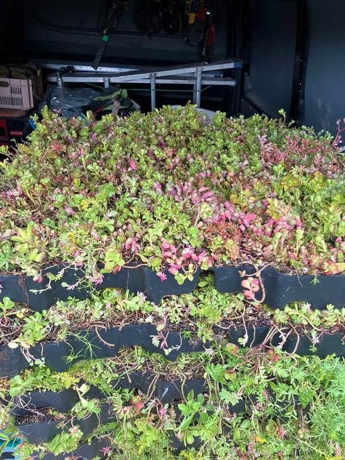 Mobiroof sedum