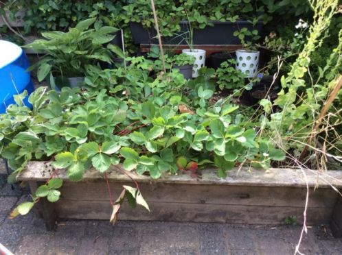 Moestuin  houten (zand)bak met aardbeienplanten gratis