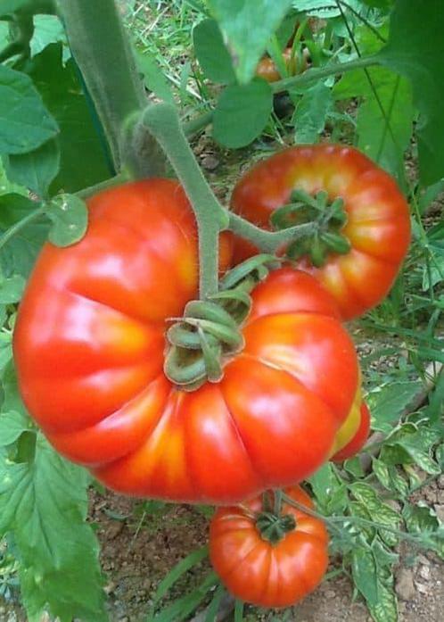 Moestuin plantjes tomaten komkommer aubergine peper courget