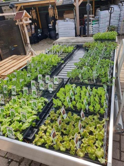 Moestuinliefhebber de laatste GROENTEPLANTEN NU 1 euro