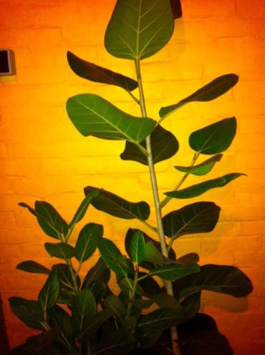 monstera en ficus planten gratis voor de planten liefhebber