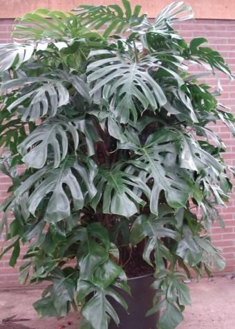 Monstera Pertusum sterke en fraaie kamerplant