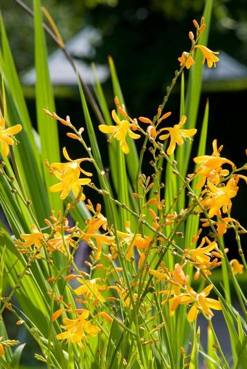 Montbretia Crocosmia George Davison 5-10 Pot P9