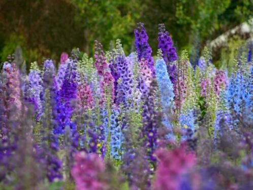 Mooi Assortiment Vaste Planten (NU PLanttijd)