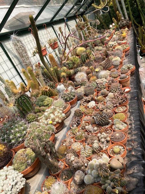Mooi verzameling cactussen.