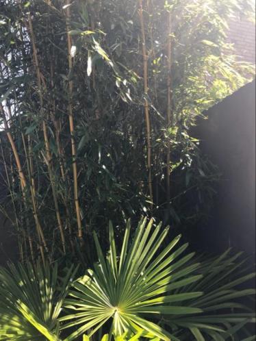 Mooie bamboe plant af te halen