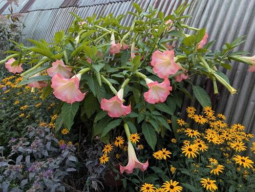 Mooie brugmansia stekken