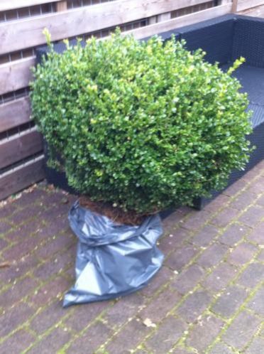 Mooie buxus, 60 cm hoog, diameter 90 cm 