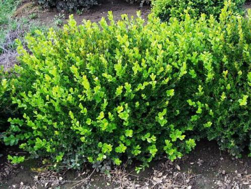 mooie buxus plantjes