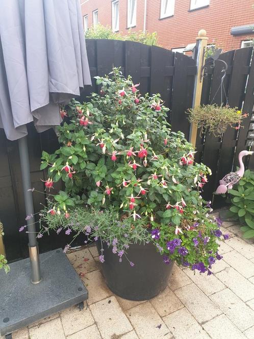 Mooie fucsia niet winterhard mag daarom weg