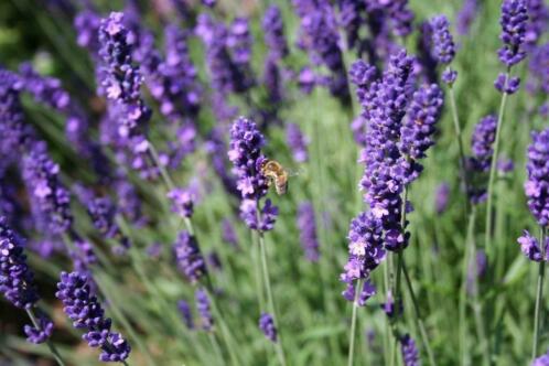 Mooie geurende vlindertrekkende lavendel , keuze uit 3 blau