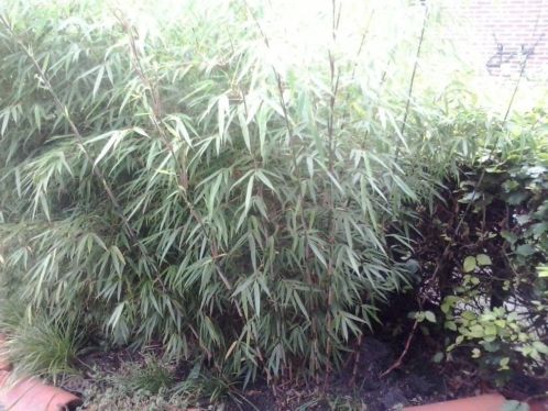 mooie grote bamboe039s ( groenblijvend)