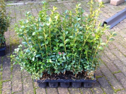 Mooie grote buxus sempervirens struiken in pot