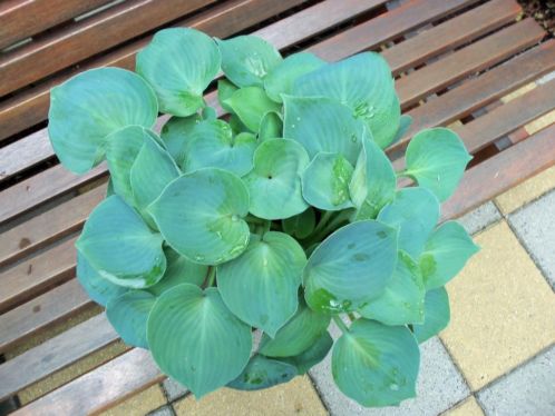 Mooie grote Hosta Blue Monday en Extasy-Vaderdagtip-