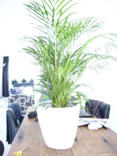 mooie grote palm in pot hoogte pot 34 diameter pot 37