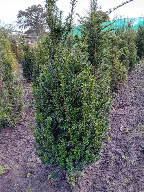 Mooie grote taxus  laurier v.a. 7.00