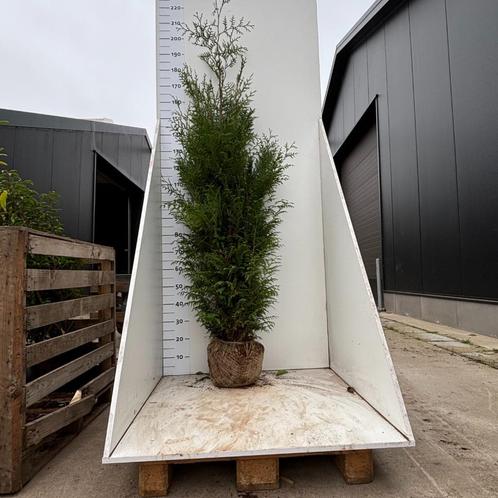 Mooie haagplanten tegen laagste prijs garantie