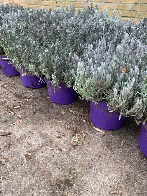 Mooie lavendel Hidcote in20cmpot paars 1,20 wit in30cmpot2