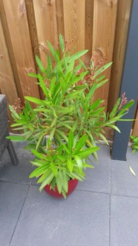 Mooie Oleander met rode pot