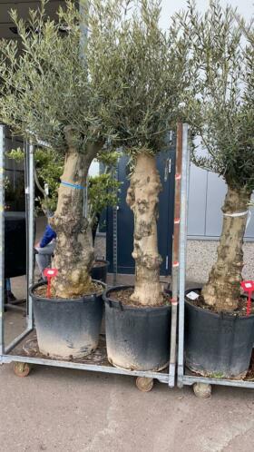 Mooie olijfbomen voor bodemprijs