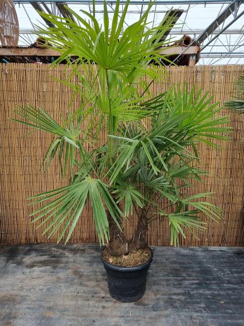 Mooie palmboom met 2 stammen, Trachycarpus fortunei