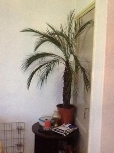Mooie palmboom te koop
