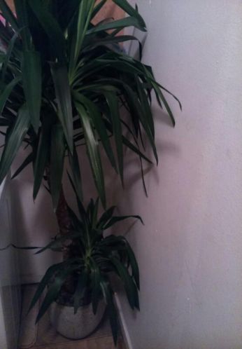 Mooie Palmlelie (yucca)