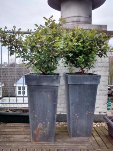 Mooie rozenplanten in twee grote zinken bakken, voor buiten
