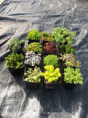 Mooie sedum planten te koop 