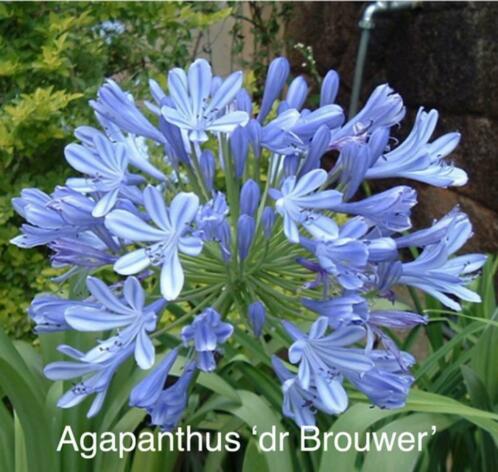 Mooie sterke blauwe Agapanthus dr. Brouwer