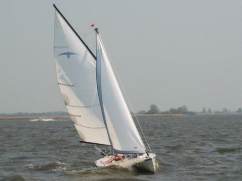 Mooie valk voor de echte zeiler.