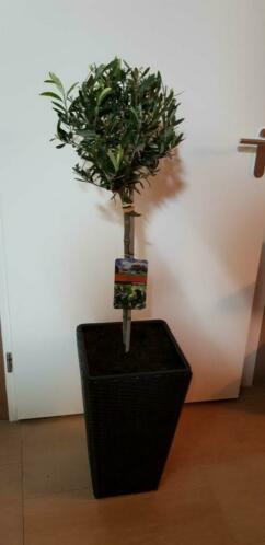 Mooie winterharde olijfboom 90-100 cm in luxe bloembak