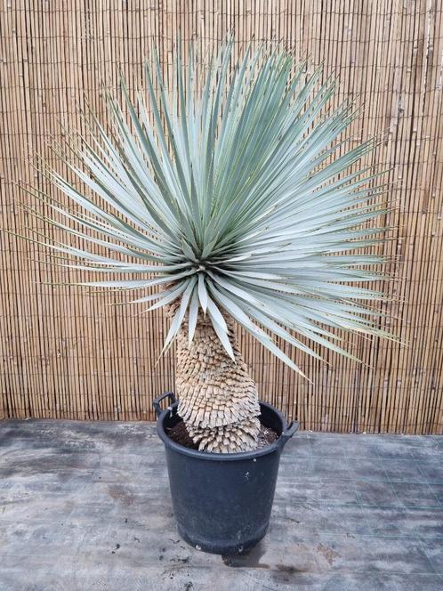 Mooie Yucca rostrata Hybride variant