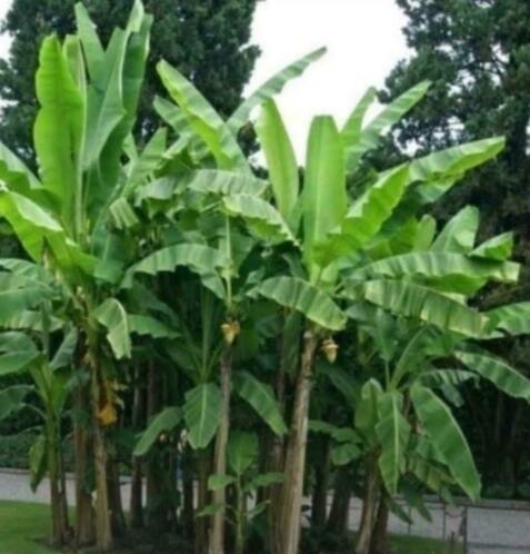  Musa basjoo banaan plant bananenboom bananenplant