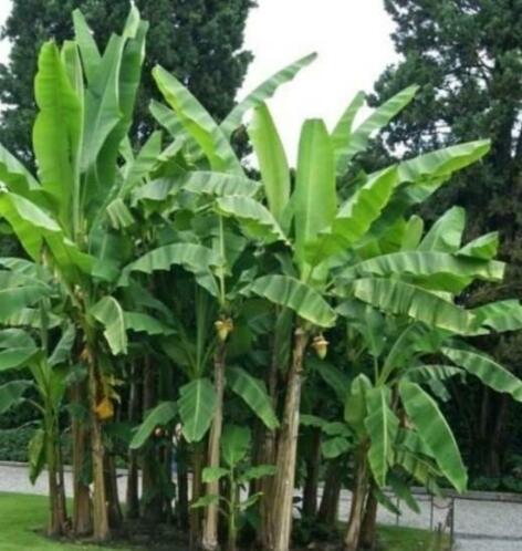 Musa basjoo bananen plant bananenplant winterhard 