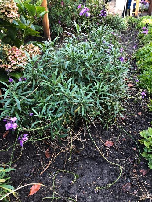 Muurbloem (Erysimum x27Bowles Mauvex27)