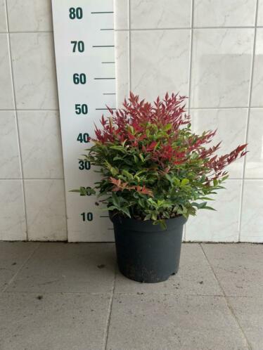 Nandina (Hemelse bamboe)