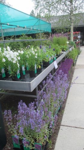 Nepeta, Campanula, Delphinium, Echinacea (vaste plant)