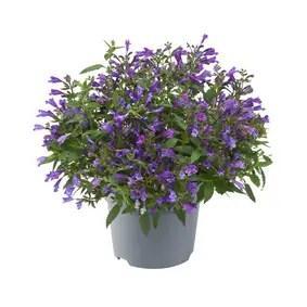 Nepeta subsessilis Purple De Perfecte Aanvulling voor Uw...