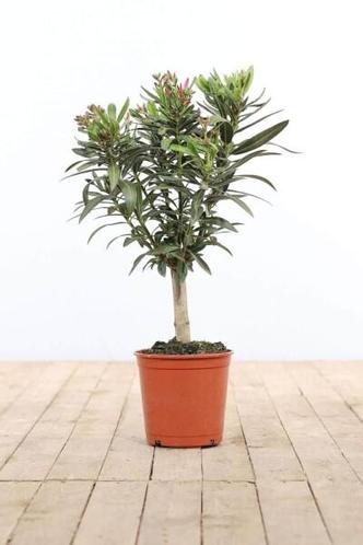 Nerium Oleander op stam rood hoogte inclusief pot 50-60cm