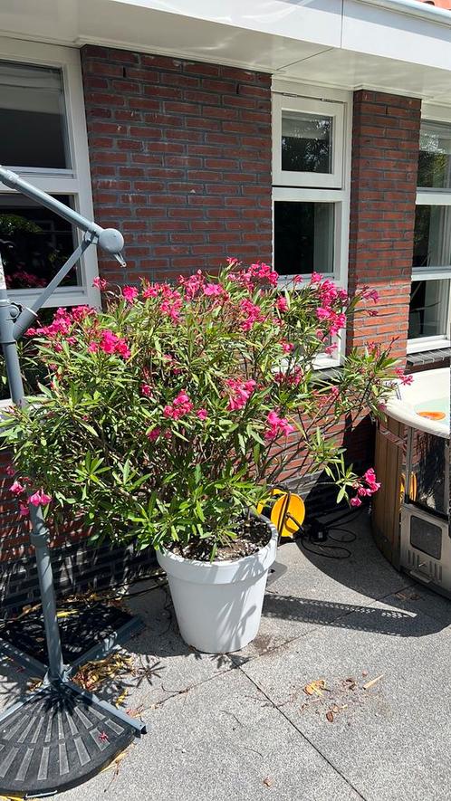 Nerium Oleander Roze 170 hoog, potmaat 60cm