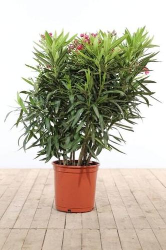 Nerium Oleander struik rood hoogte inclusief pot 100-120cm
