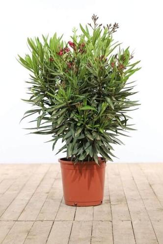Nerium Oleander struik rood wit hoogte inclusief pot 70-80cm