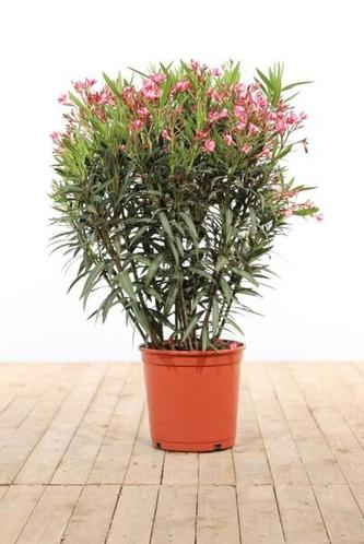 Nerium Oleander struik rose hoogte inclusief pot 100-120cm