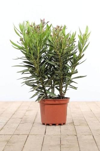 Nerium Oleander struik rose hoogte inclusief pot 50-60cm