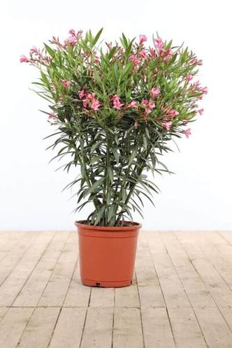 Nerium Oleander struik rose hoogte inclusief pot 80-100cm